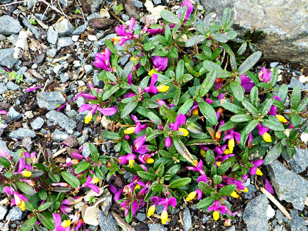 Polygala chamaebuxus photo